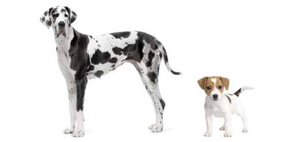 Great Dane and Jack Russell Terrier